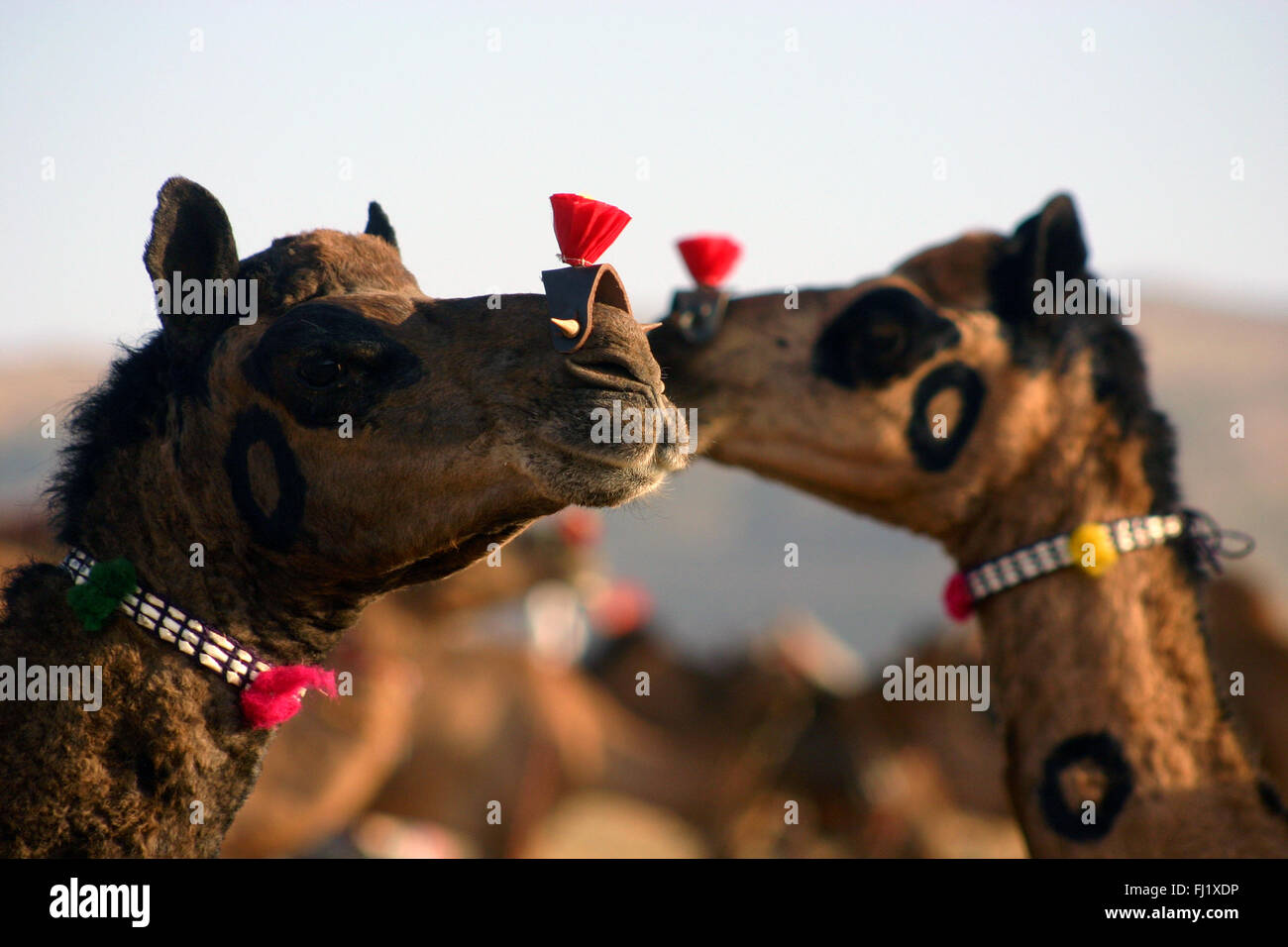 I cammelli e i loro proprietari durante il Pushkar mela camel fair in Rajasthan Foto Stock