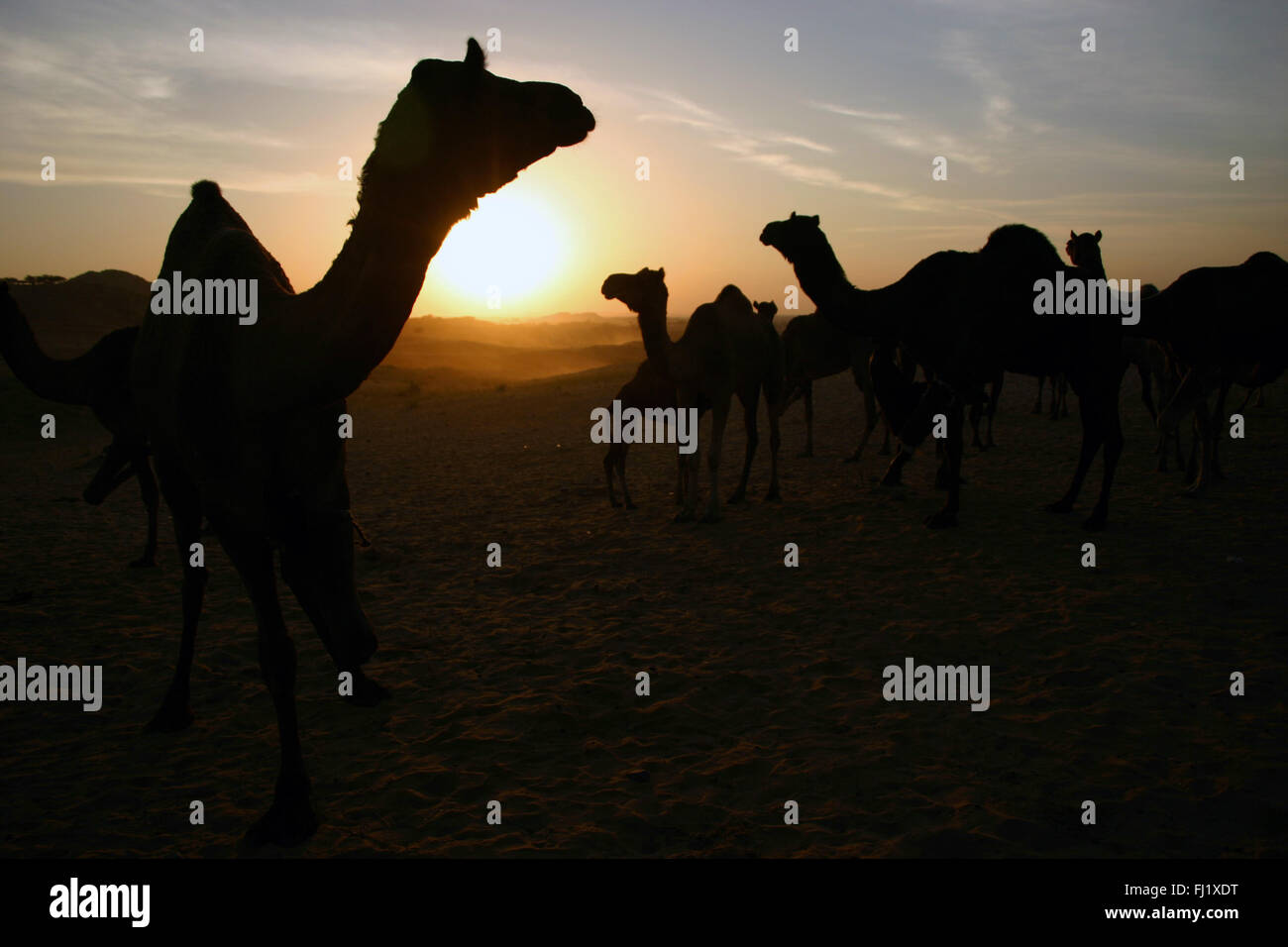 Tramonto durante il Pushkar camel fair , Rajasthan, India Foto Stock