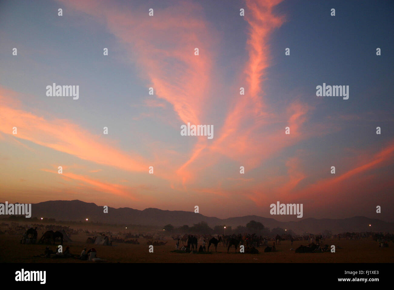 Un tramonto meraviglioso durante il Pushkar mela camel fair , Rajasthan, India Foto Stock