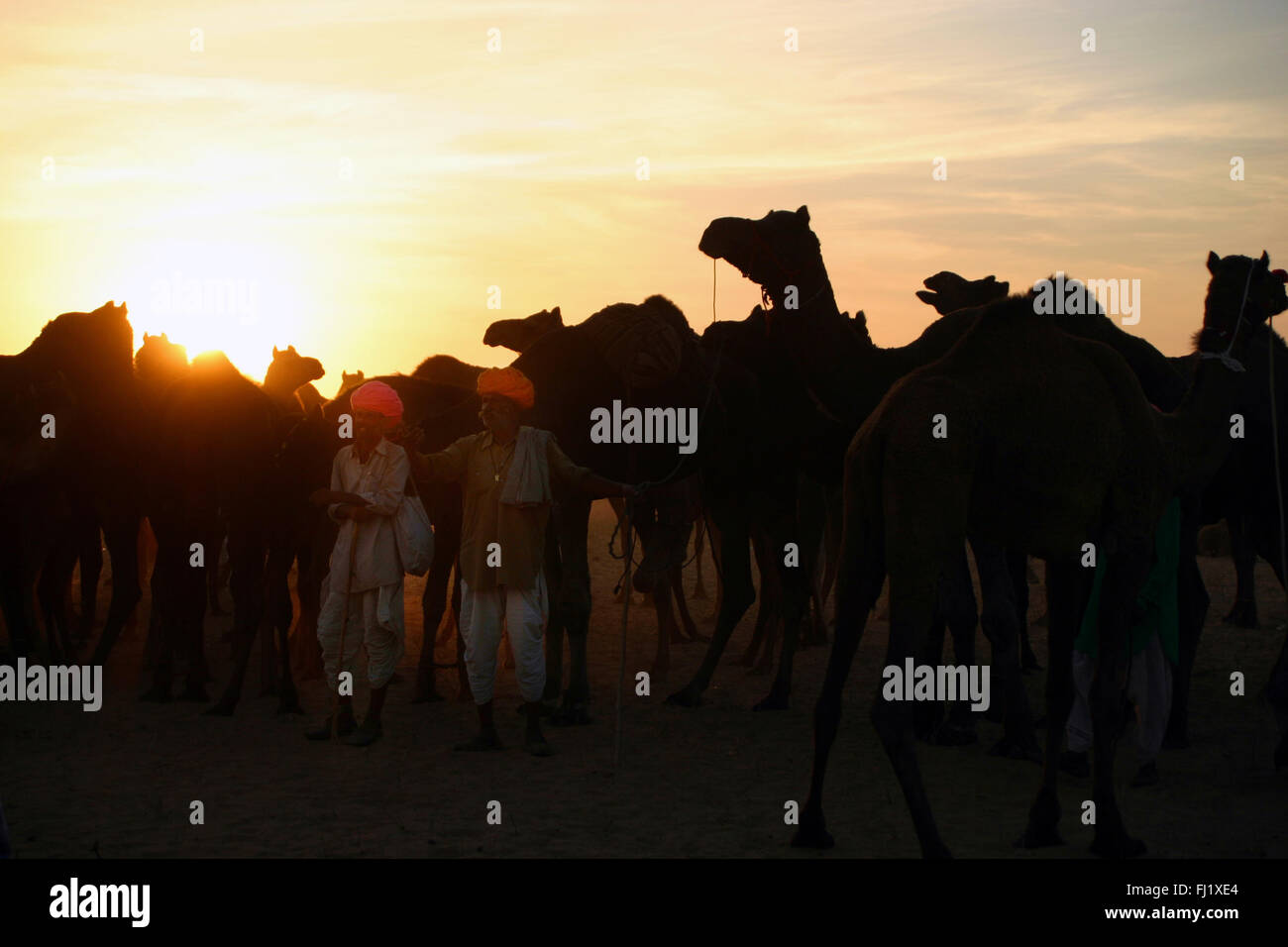 Tramonto durante il Pushkar camel fair , Rajasthan, India Foto Stock