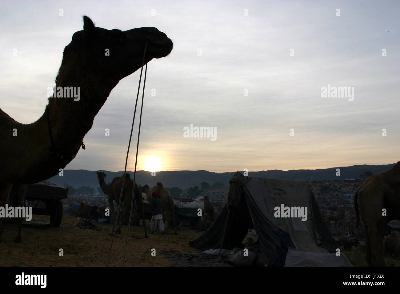 Pushkar mela camel fair , persone , atmosfera e scene di strada Foto Stock