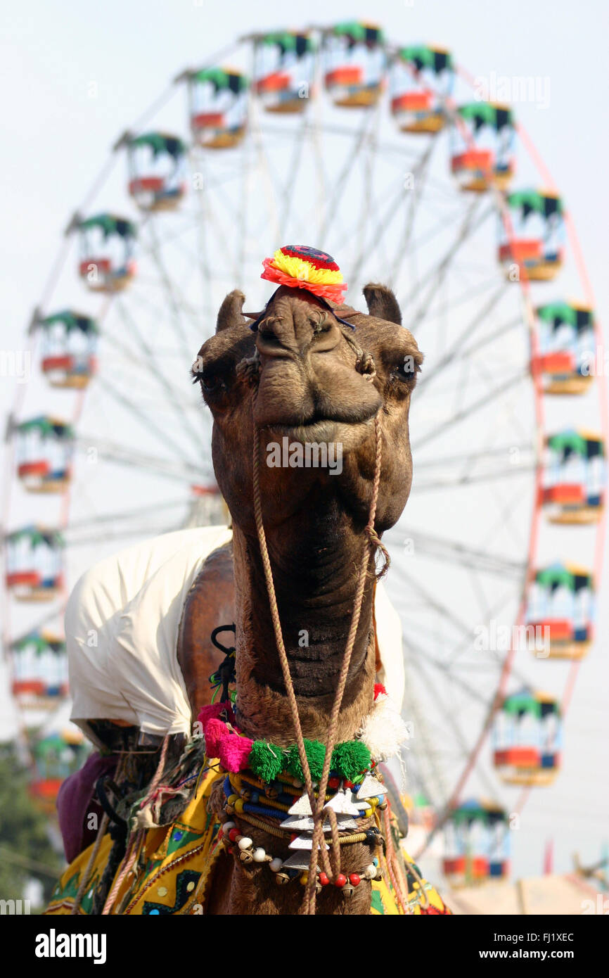 Pushkar mela camel fair , persone , atmosfera e scene di strada Foto Stock