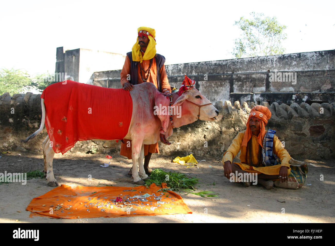 Offerte vacca sacra goves benedizioni per i pellegrini di Pushkar, India Foto Stock