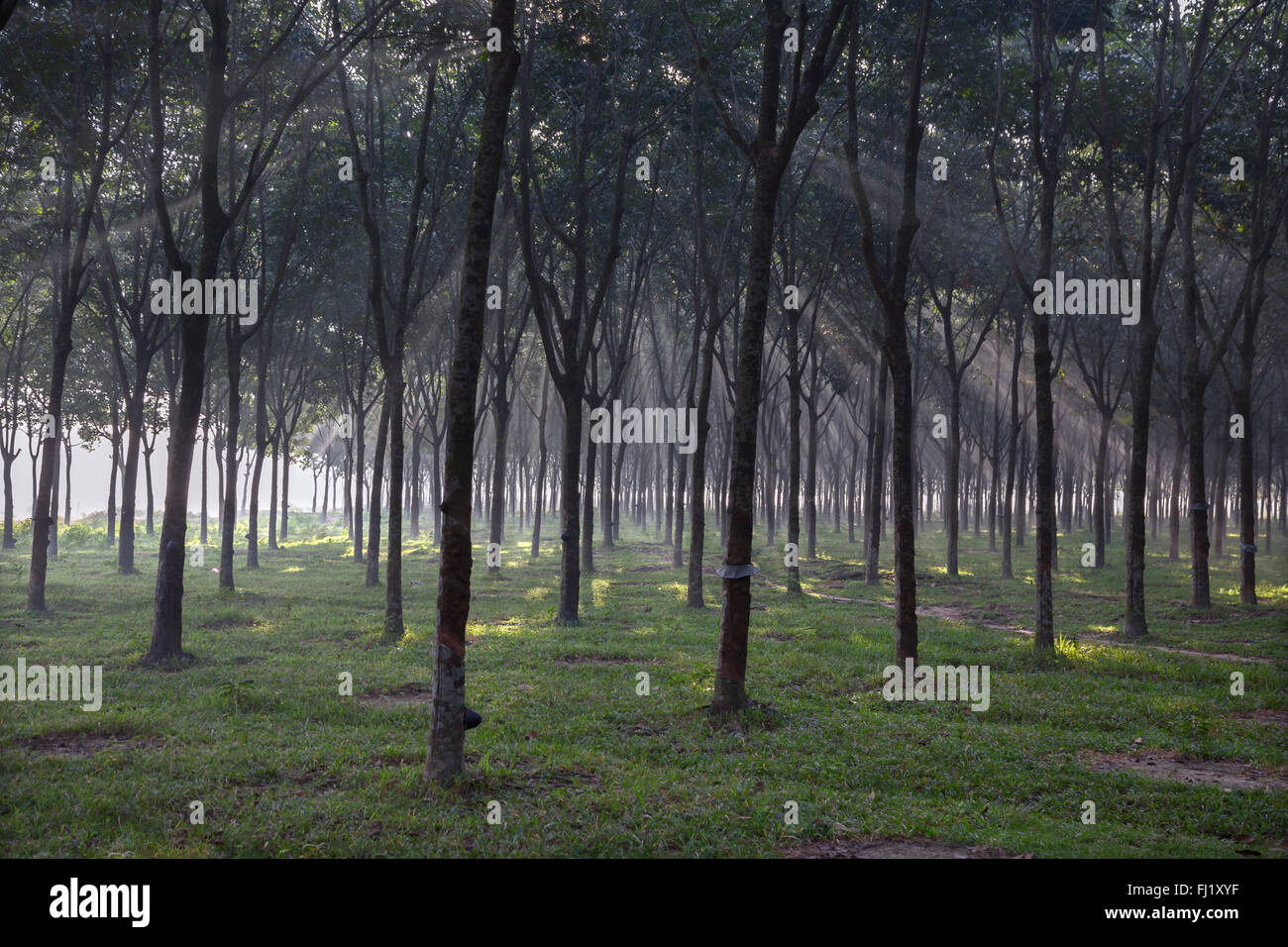 La mattina presto nella foresta vicino Sreemangal , Bangladesh Foto Stock