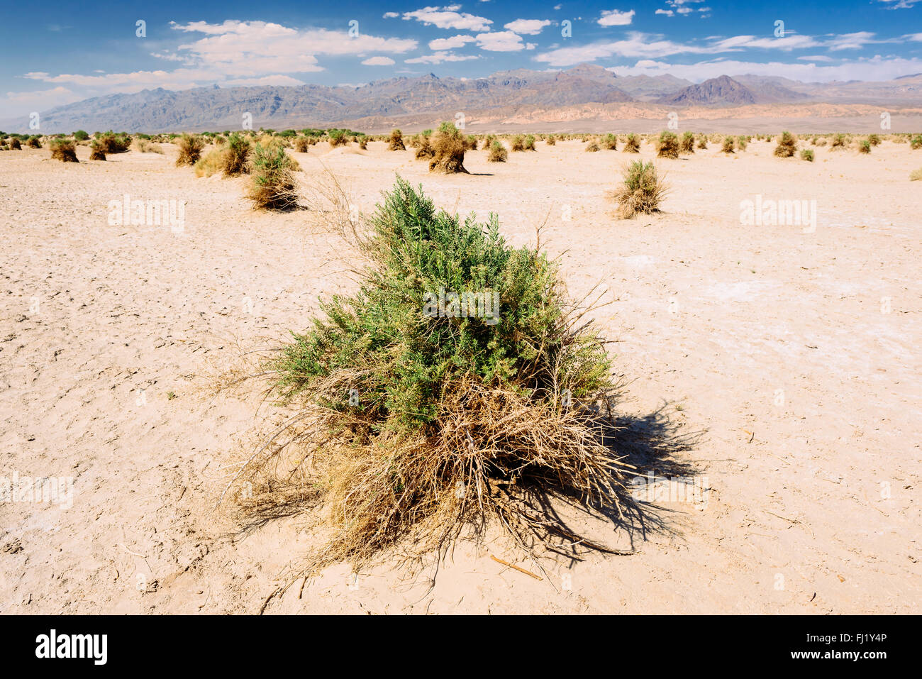 Un patch di arrowweed bussole (pluchea sericea) chiamato The Devil's Cornfield nel Parco Nazionale della Valle della Morte, California Foto Stock