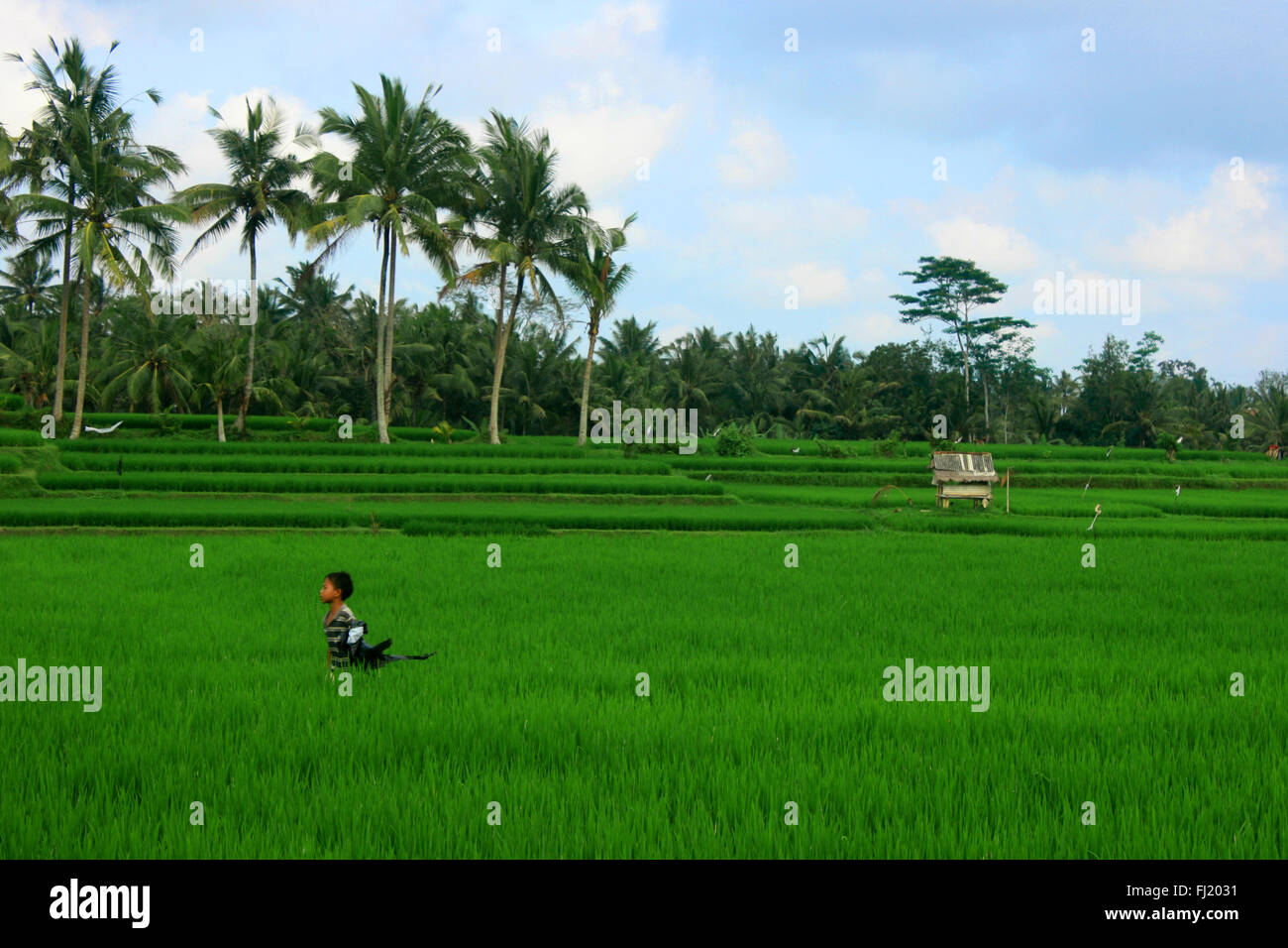 Bambino passeggiate nel verde paesaggio di Bali , Indonesia Foto Stock