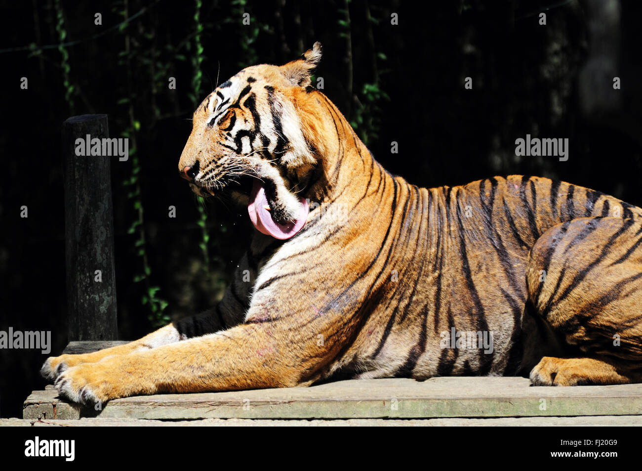 Toelettatura: la malese tigre - Panthera tigris jacksoni Foto Stock