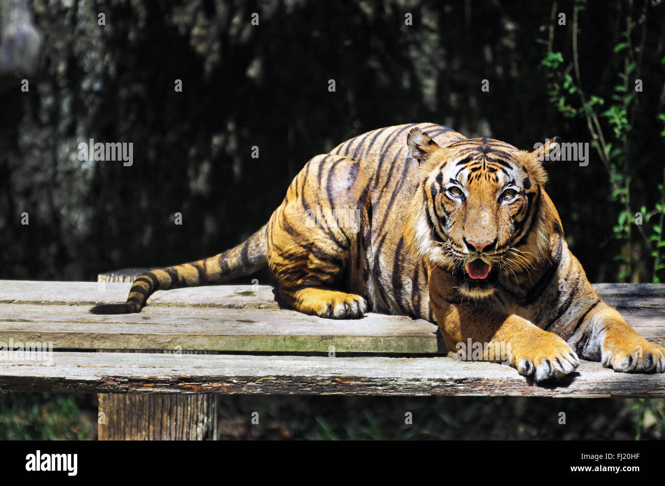 Tiger: la malese - Panthera tigris jacksoni Foto Stock