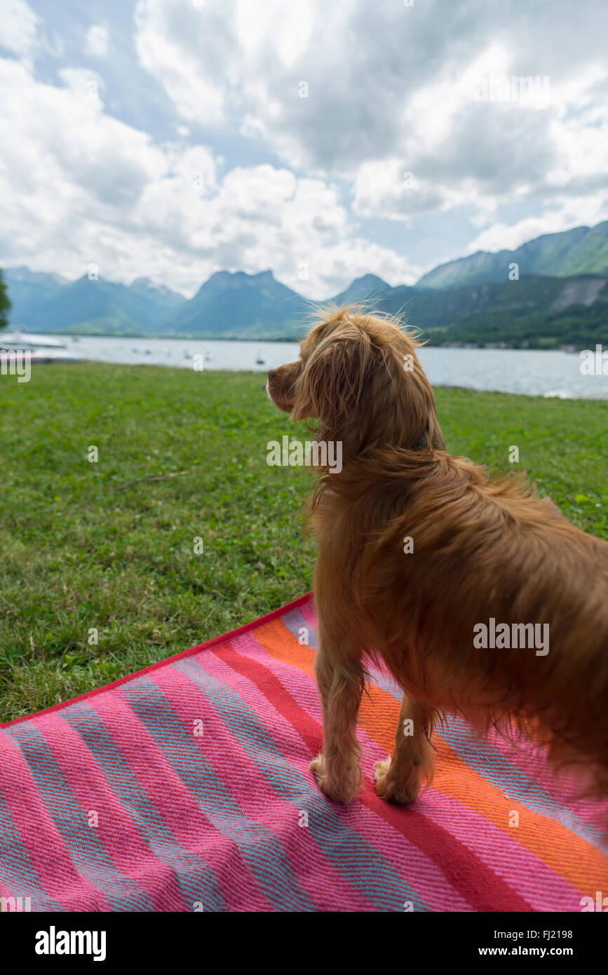 Spaniel cane in piedi sul tappetino spiaggia sul lago prato di Talloires guardando oltre il lago di Annecy e le montagne di Savoia,Francia Foto Stock