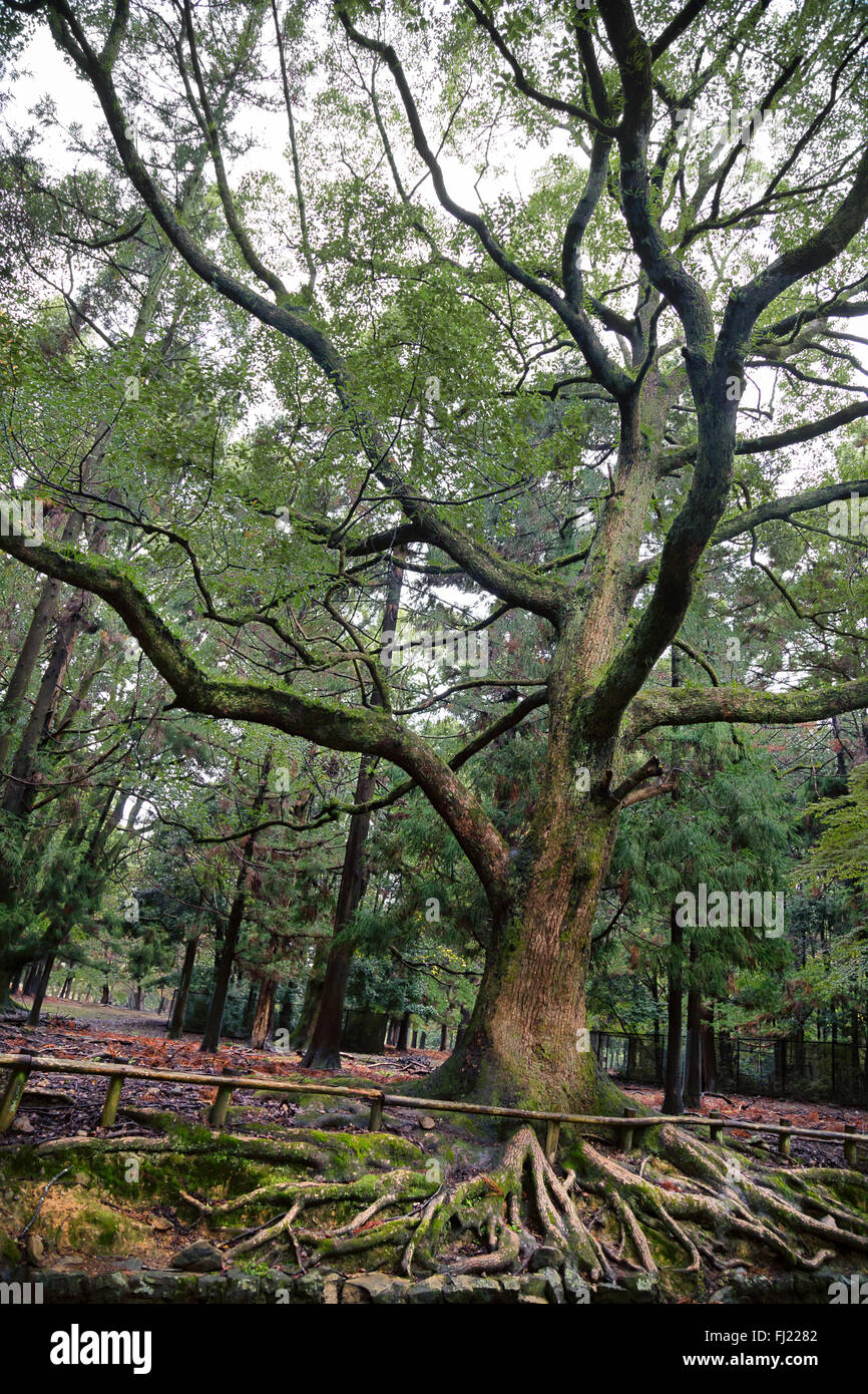 Enorme e vecchio albero a Tokyo , Giappone Foto Stock