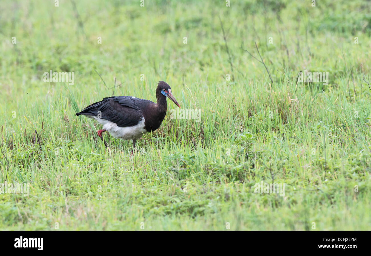 La Abdim stork (Ciconia abdimii) rovistando nel cratere di Ngorongoro, Tanzania. Foto Stock