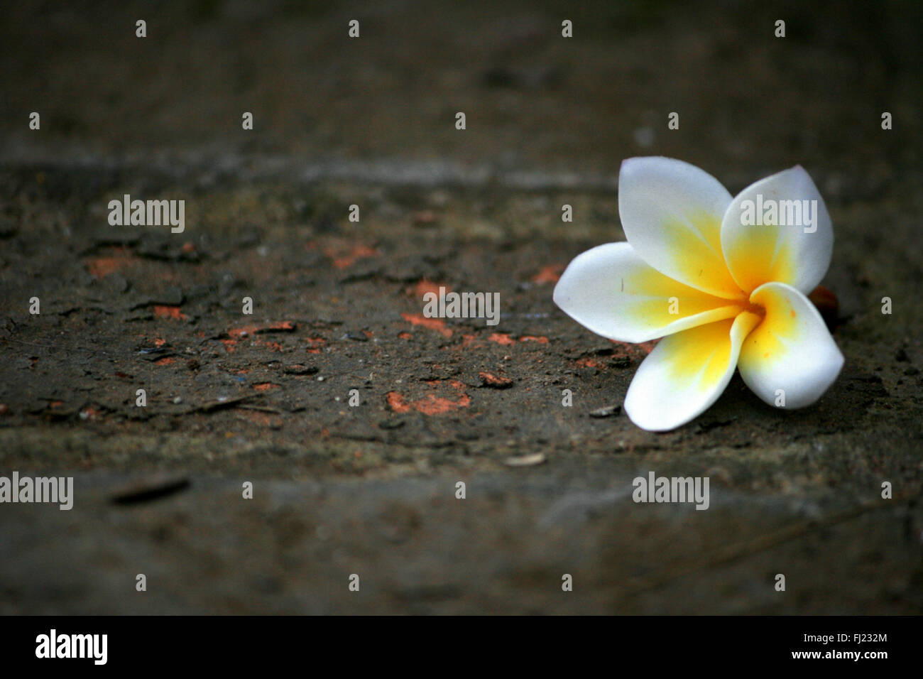 Plumeria,Dok Champa Laos fiore nazionale Foto Stock