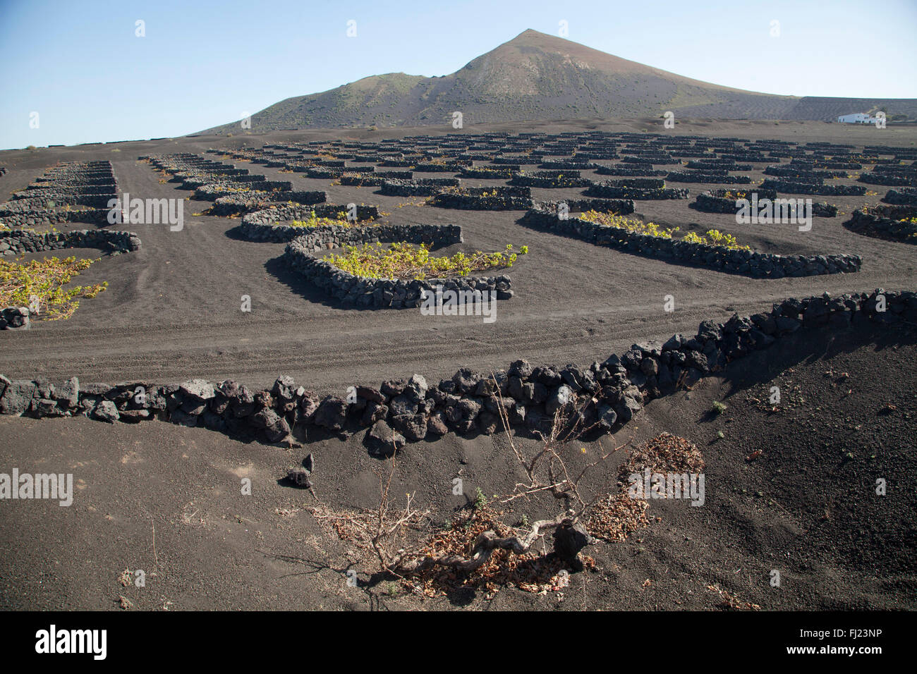 I vigneti di La Geria sulle ceneri vulcaniche di 1730s eruzioni, Lanzarote, Isole Canarie, Spagna, Europa Foto Stock