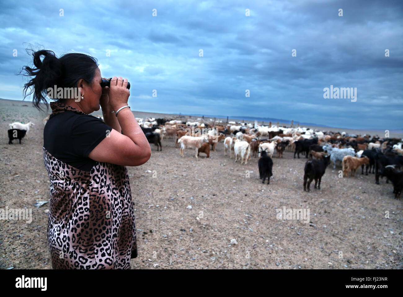 Il Nomad donna che guarda il suo bestiame con il binocolo dal tramonto nel deserto dei Gobi, Mongolia Foto Stock