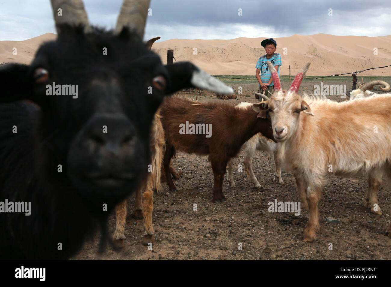 Ritratto di ragazzo con il bestiame nel deserto dei Gobi, Mongolia Foto Stock