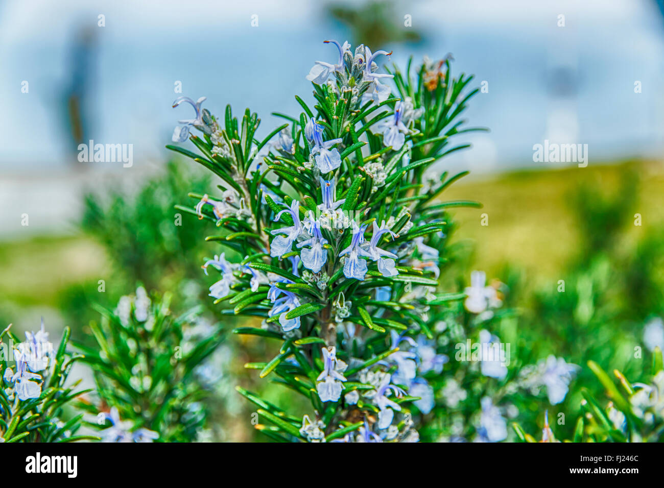 Rosmarino in fioriture dei fiori con sfondo sfocato molla Foto Stock