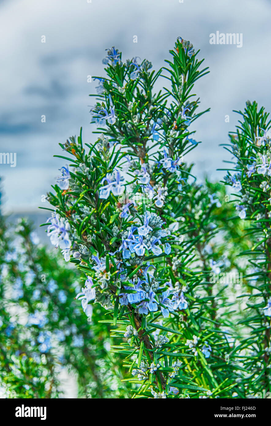 Rosmarino in fioriture dei fiori con sfondo sfocato molla Foto Stock