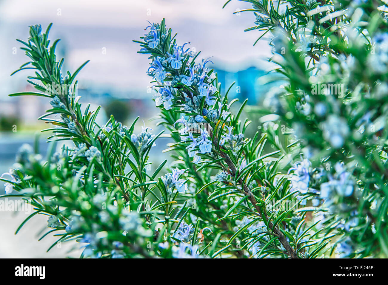 Rosmarino in fioriture dei fiori con sfondo sfocato molla Foto Stock