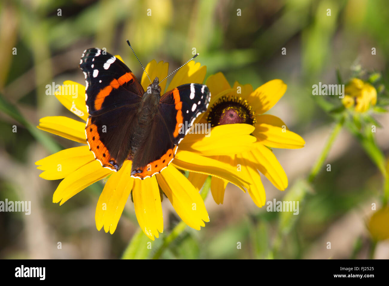 Bella rossa Admiral Butterfly (Vanessa Atalanta) sulla graziosa Black-Eyed Susan (Rudbekia hirta). Foto Stock