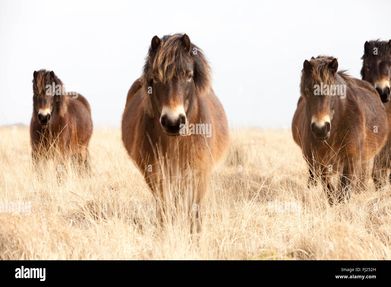 Wild exmoor pony allevamento su exmoor in North Devon Foto Stock