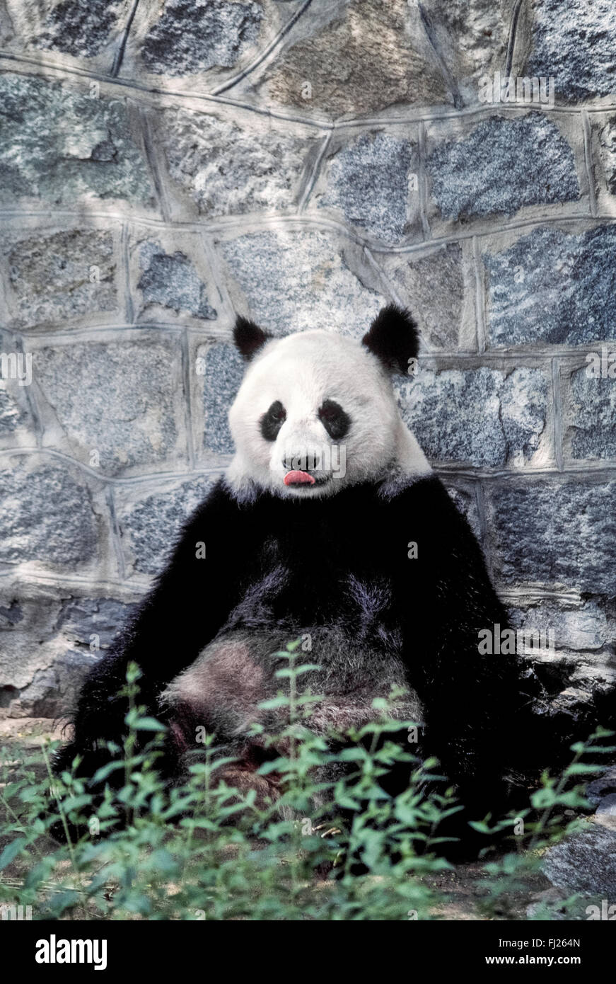 Un panda gigante lambisce le sue labbra mentre aspettando pazientemente per la consegna del suo cibo preferito, bambù, all'interno dell'orso panda presentano allo zoo nella città portuale di Dalian nella Repubblica Popolare Cinese (PRC). Queste rare e in pericolo di estinzione mammiferi vivono principalmente in Cina nel deserto santuari, i centri di allevamento e i giardini zoologici. Per le tasse annuali, i cinesi di prestito anche loro panda giganti in altri giardini zoologici in tutto il mondo. Foto Stock