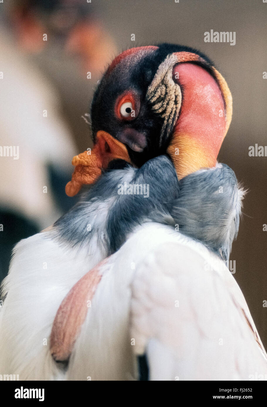 La king vulture (Sarcoramphus papa) è facilmente riconoscibile dal suo grande testa multicolore che è senza piume e segnato da occhi con grandi iridi di bianco inanellato da rosso. Inoltre è evidente la irregolare crescita dorata in cima al suo conto. Questo rapace vive nel selvaggio in America Centrale e America del Sud, e è anche sul display nei giardini zoologici in tutto il mondo a causa del suo aspetto impressionante. Foto Stock