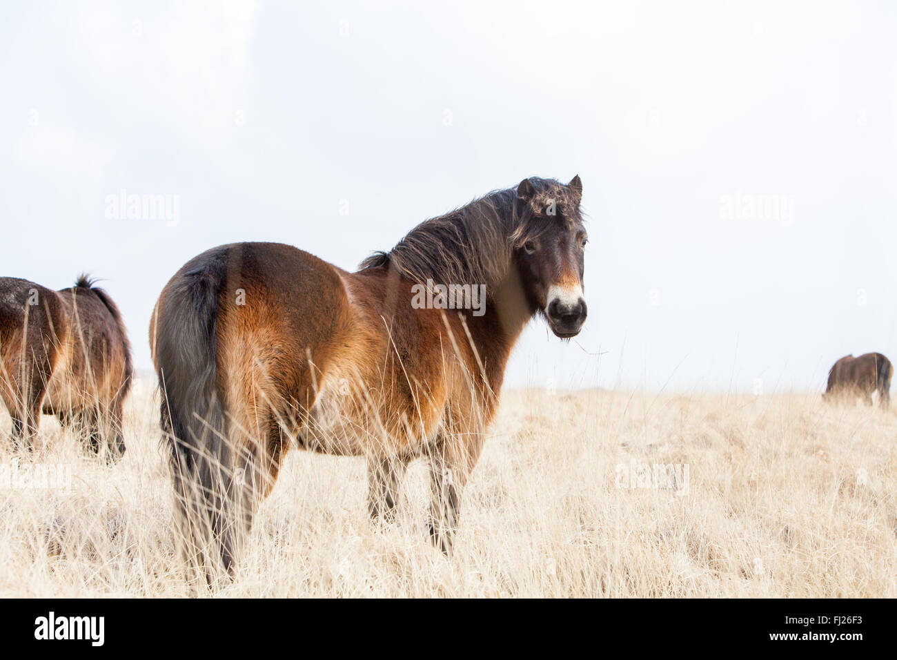 Exmoor pony in North Devon Foto Stock