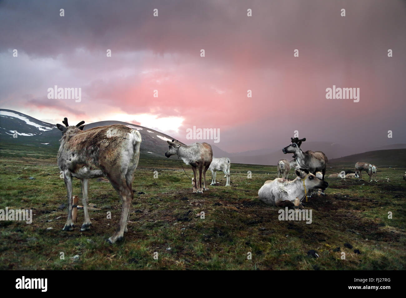 Mongolia Tsaatan nomads - persone di renne - tribù - le persone che vivono con le renne in Asia centrale Foto Stock