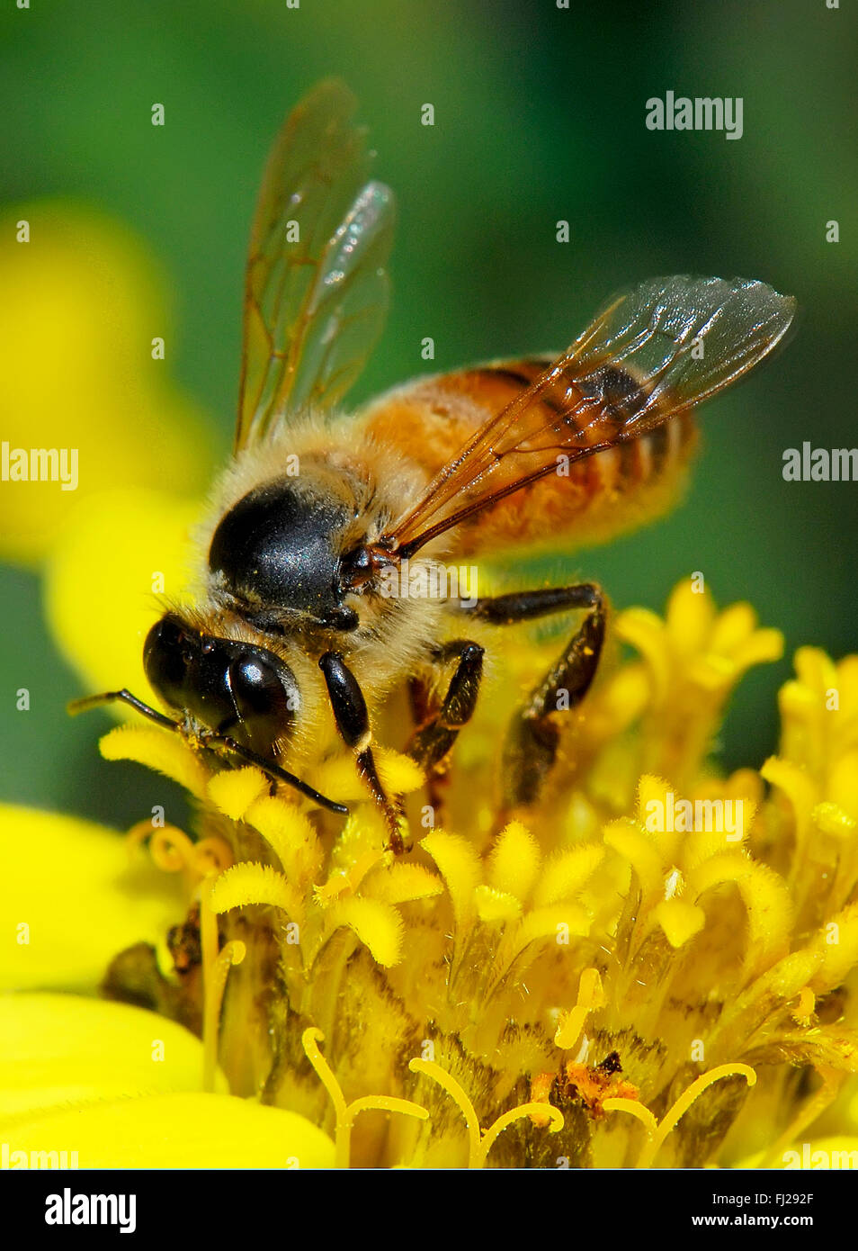 Il miele delle api, Apis mellifera, impollinatori Foto Stock