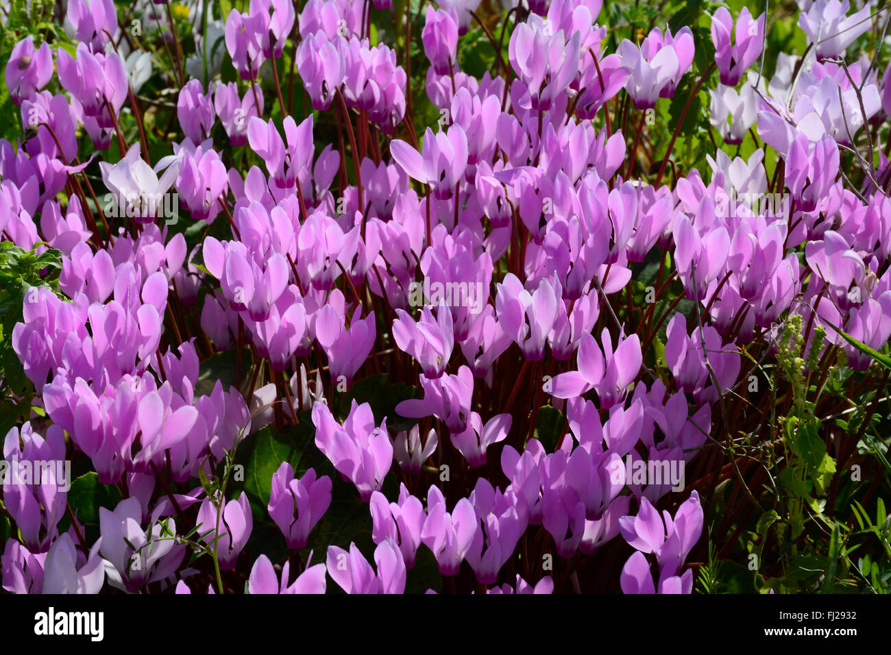 Ciclamino tappeto di fiori Foto Stock