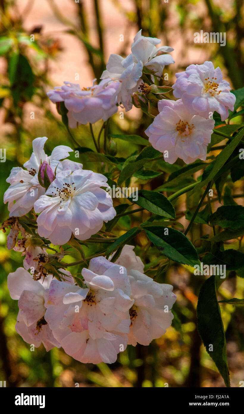 Rose Champneys , rosa noisette, lt rosa, Foto Stock
