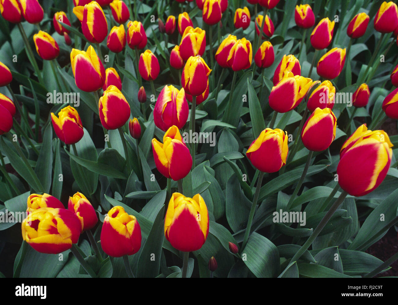 Uno spruzzo di rosso e tulipani gialli al KUKENHOFF GARDENS - PAESI BASSI Foto Stock