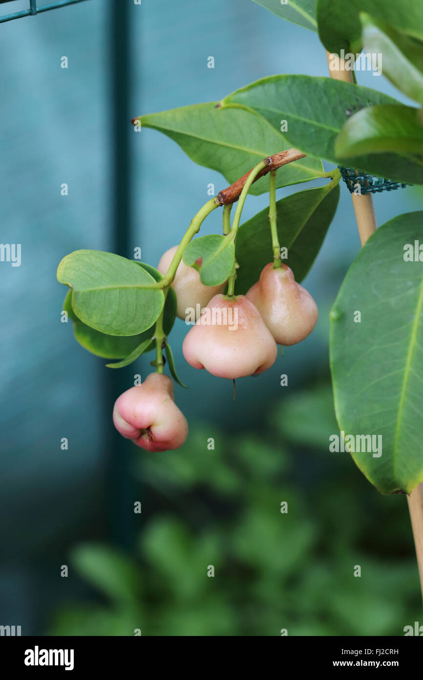 Syzgium samarangense o noto come cera Jambu cresce su un albero Foto Stock