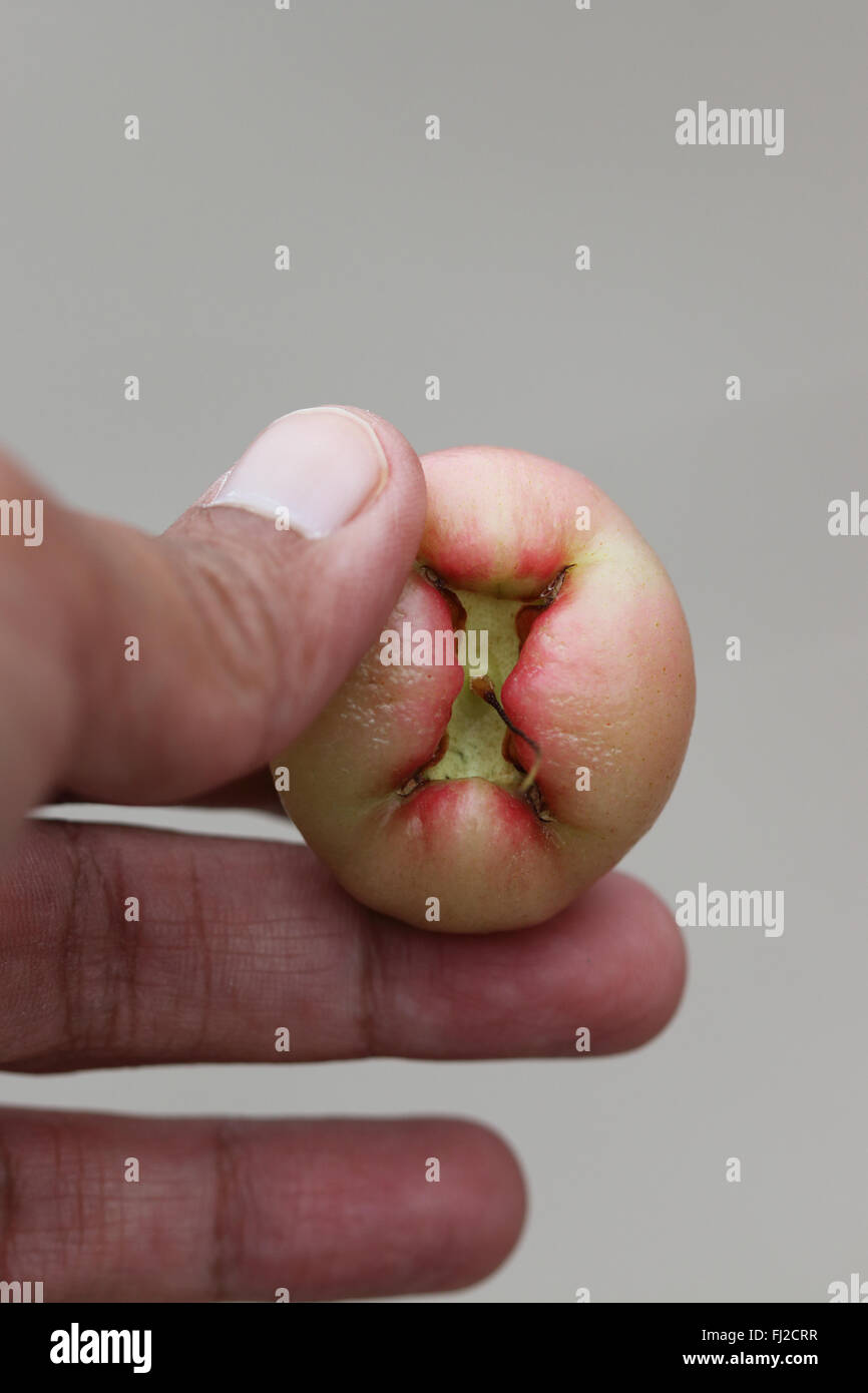 Azienda Syzgium samarangense o noto come cera Jambu in mano Foto Stock