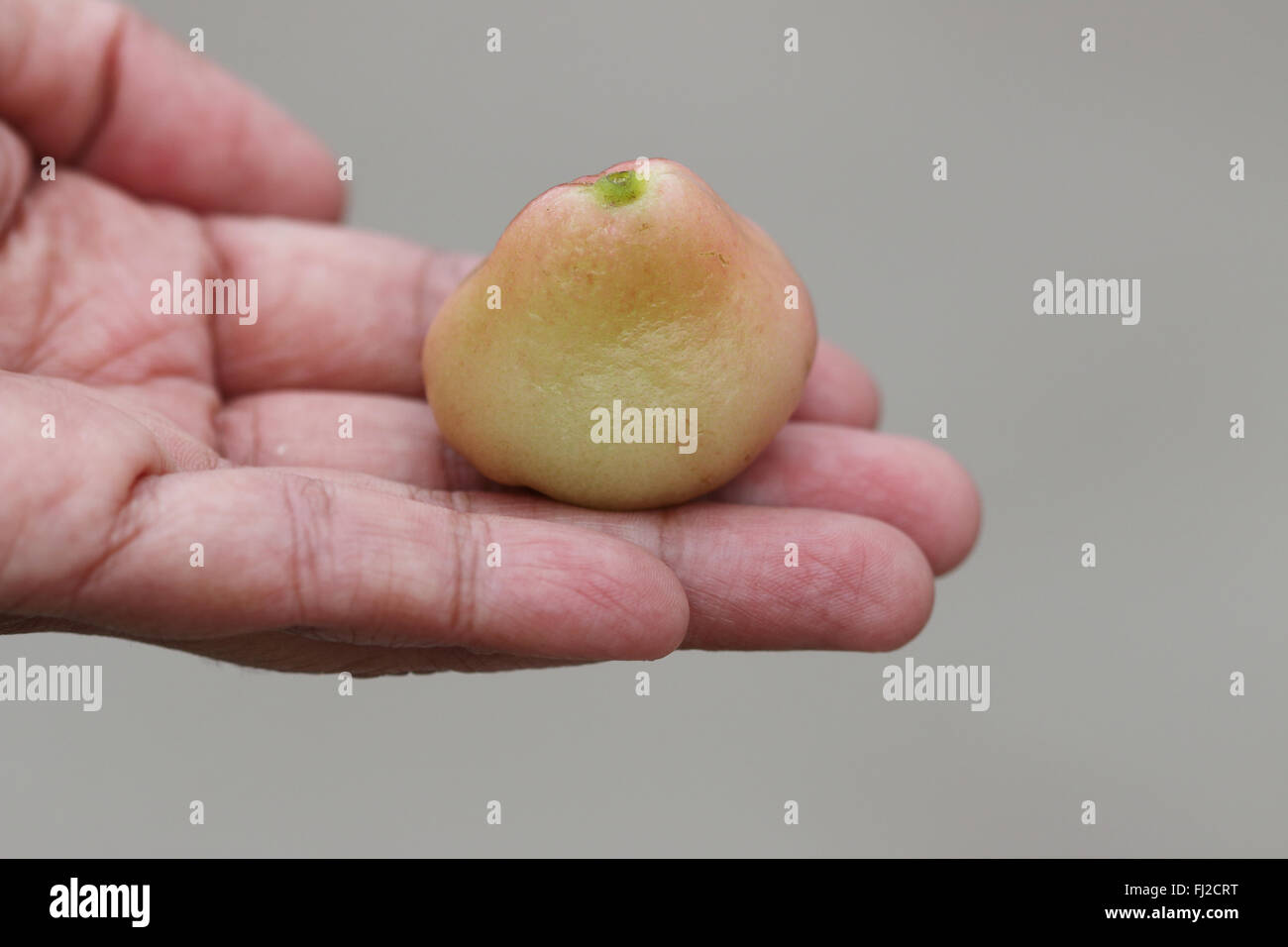 Azienda Syzgium samarangense o noto come cera Jambu in mano Foto Stock