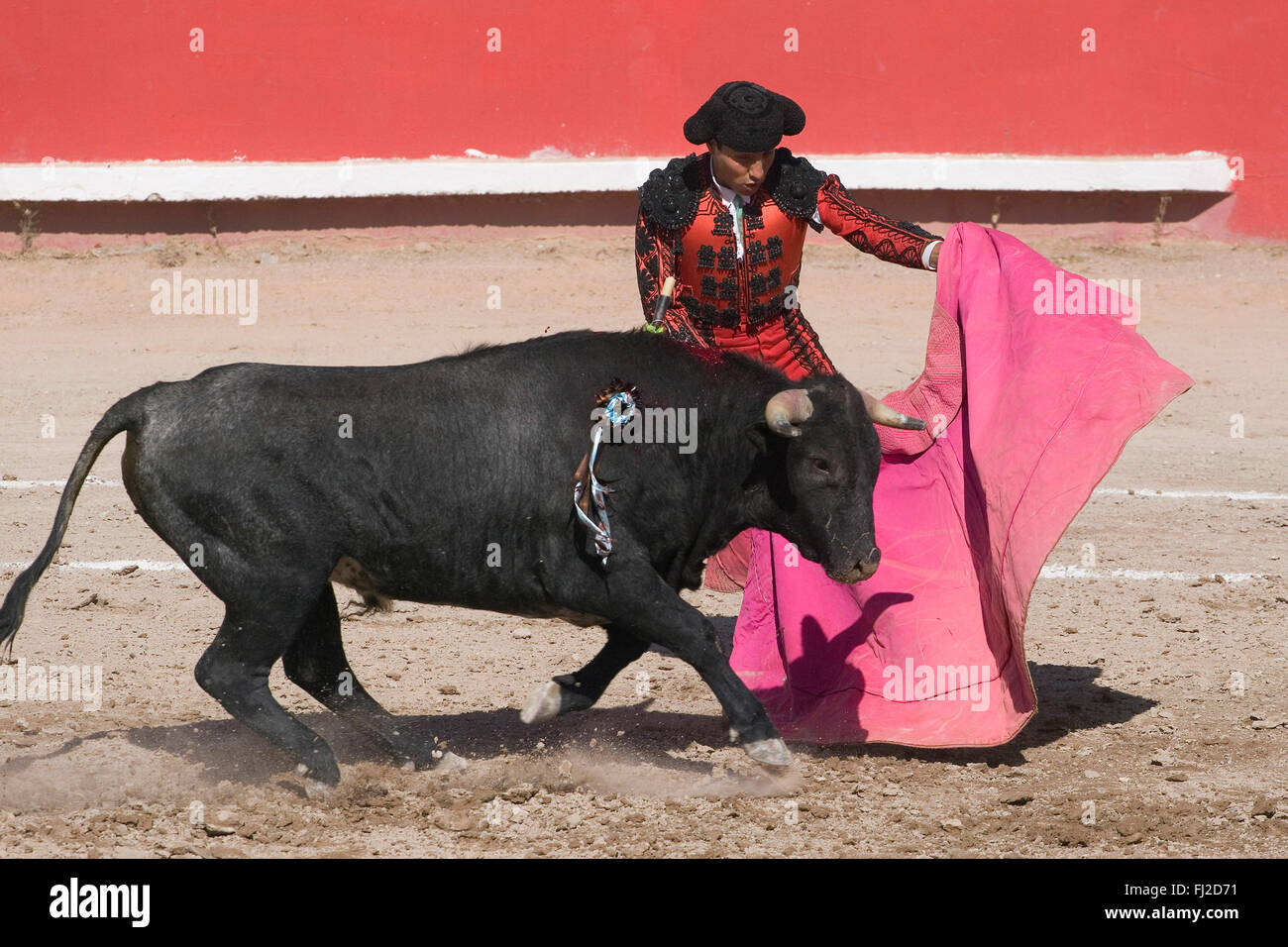 Un MATADOR combatte un toro nella Plaza de Toros - San Miguel De Allende, Messico Foto Stock