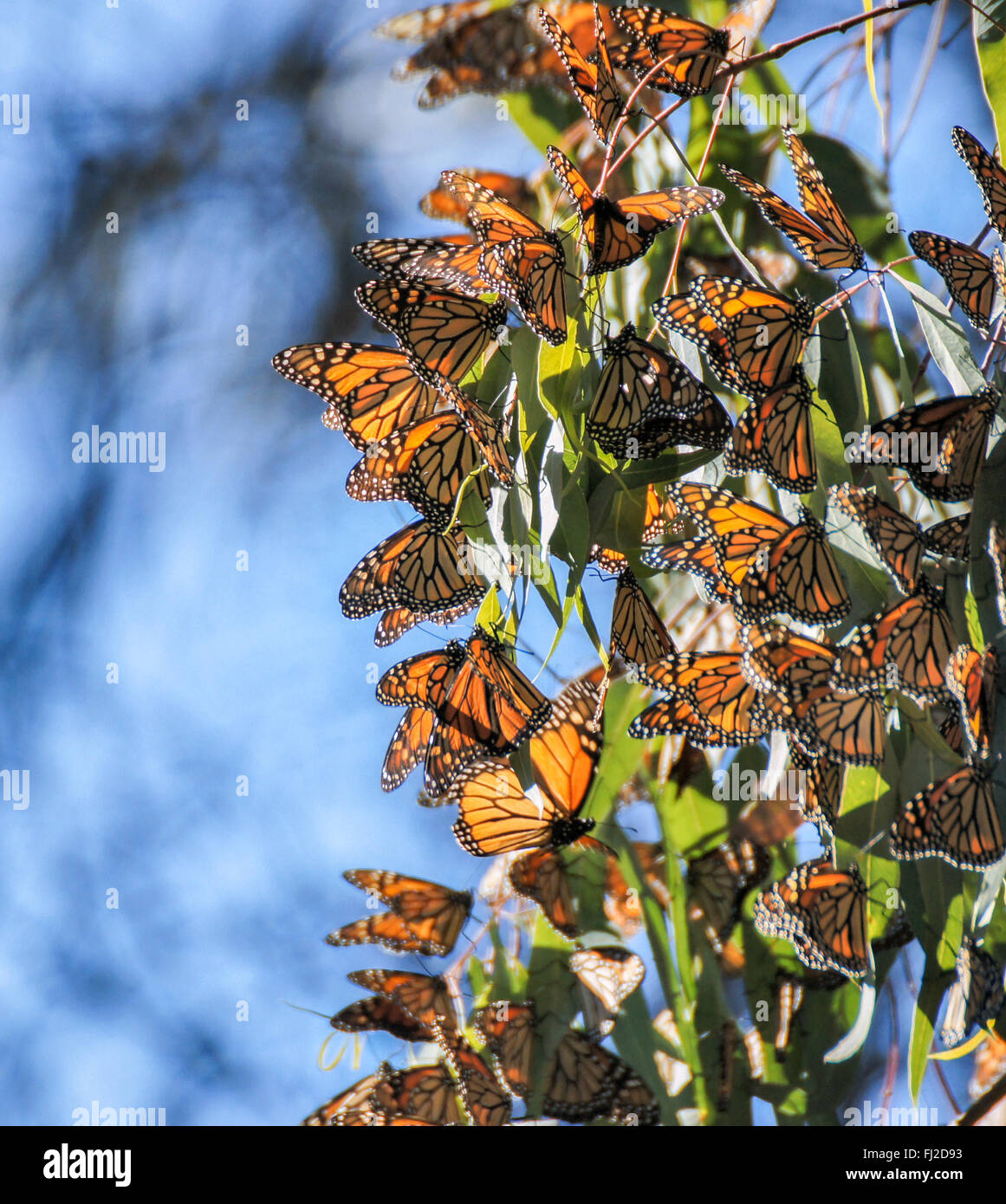 Farfalle monarca - Danaus plexippus Foto Stock