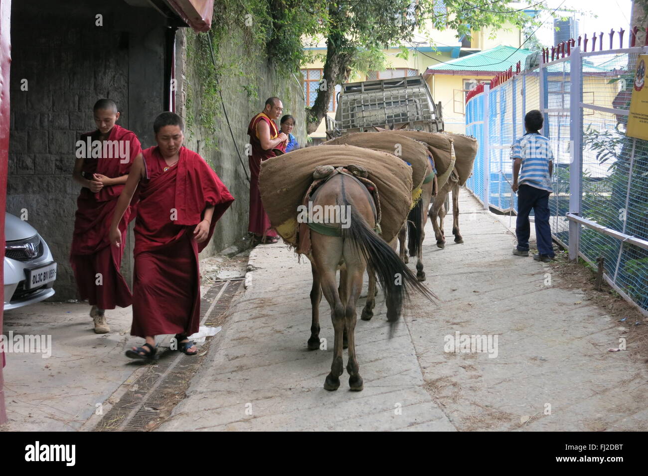 I monaci del Tibet e gli asini che trasportano carichi a piedi passato l'altro su una strada stretta in McLeod Ganj India Foto Stock