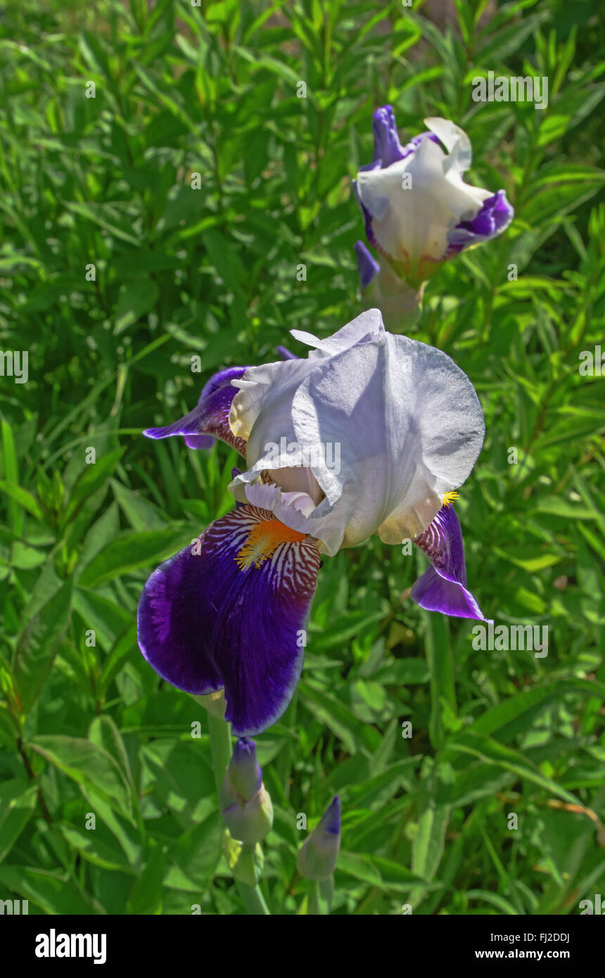 Iride fiori in un giardino. Foto Stock