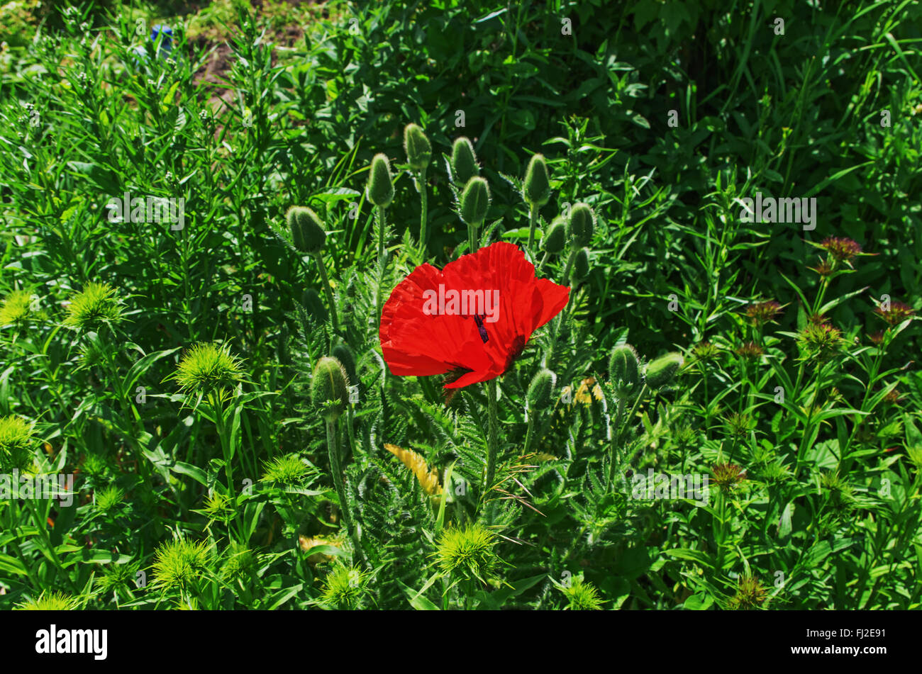Papavero rosso fiore. Foto Stock