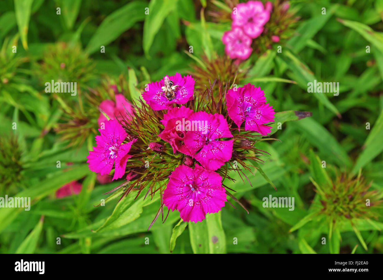 Rosa scuro fiori di garofano. Foto Stock