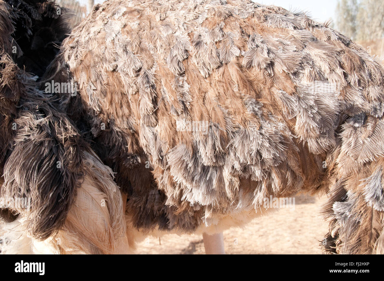 Un primo piano dell'ala e delle piume di uno struzzo somalo che vive in cattività alla Riserva Naturale Shaumari vicino ad Azraq, Giordania, Medio Oriente. Foto Stock