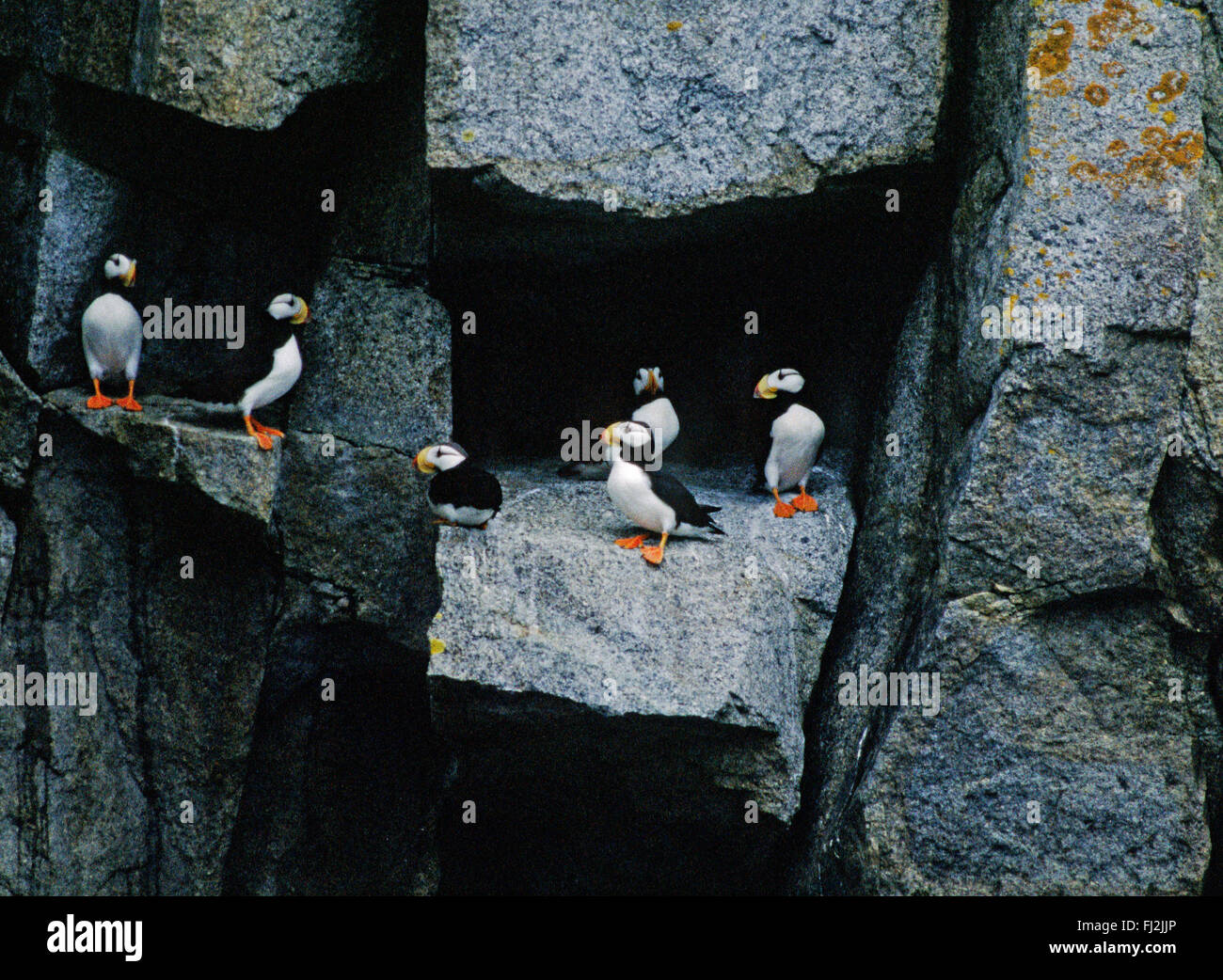 Parrot subacqueo, Atlantic puffini, Fratercula arctica , Papageitaucher, Atlantic puffini, Fratercula arctica, Papageientaucher Foto Stock