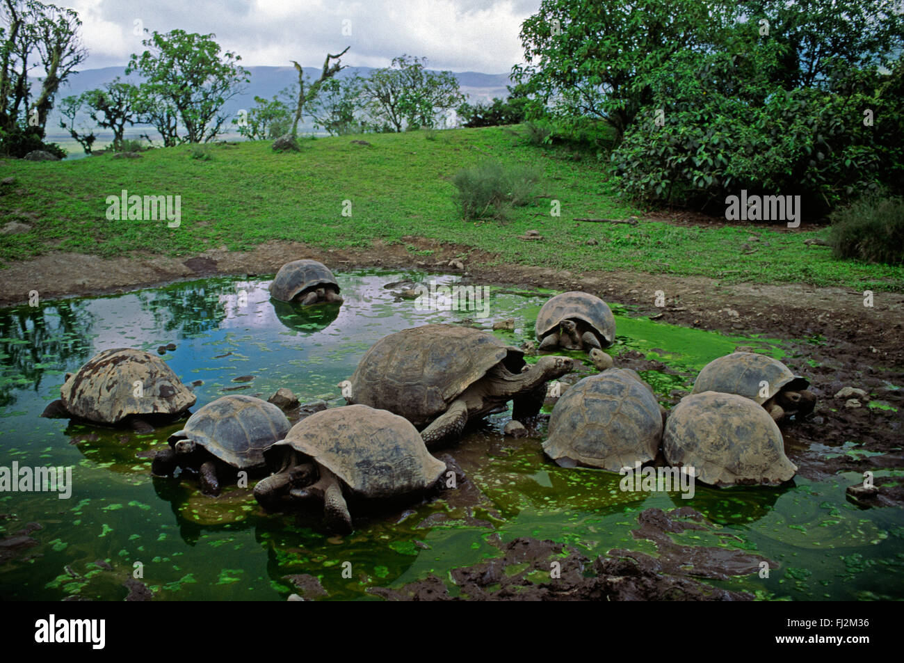 La tartaruga gigante (Geochelone elephantopus) vive a 150 anni - ISLA ISABELLA, isole Galapagos, ECUADOR Foto Stock