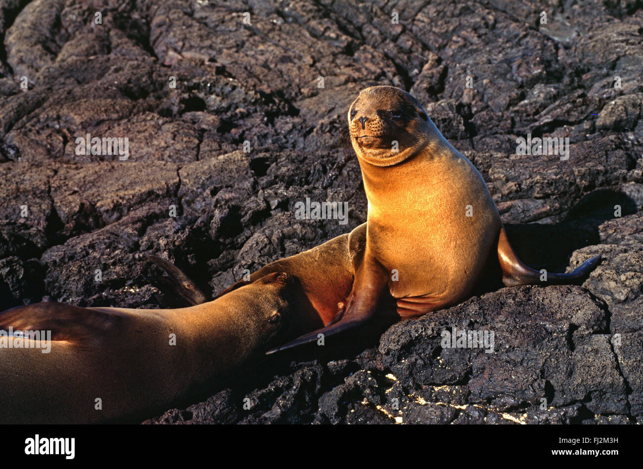 Le GALAPAGOS pelliccia sigillo (Arctocephalus galapagoensis) - JAMES BAY, ISLA SANTIAGO, isole Galapagos, ECUADOR Foto Stock