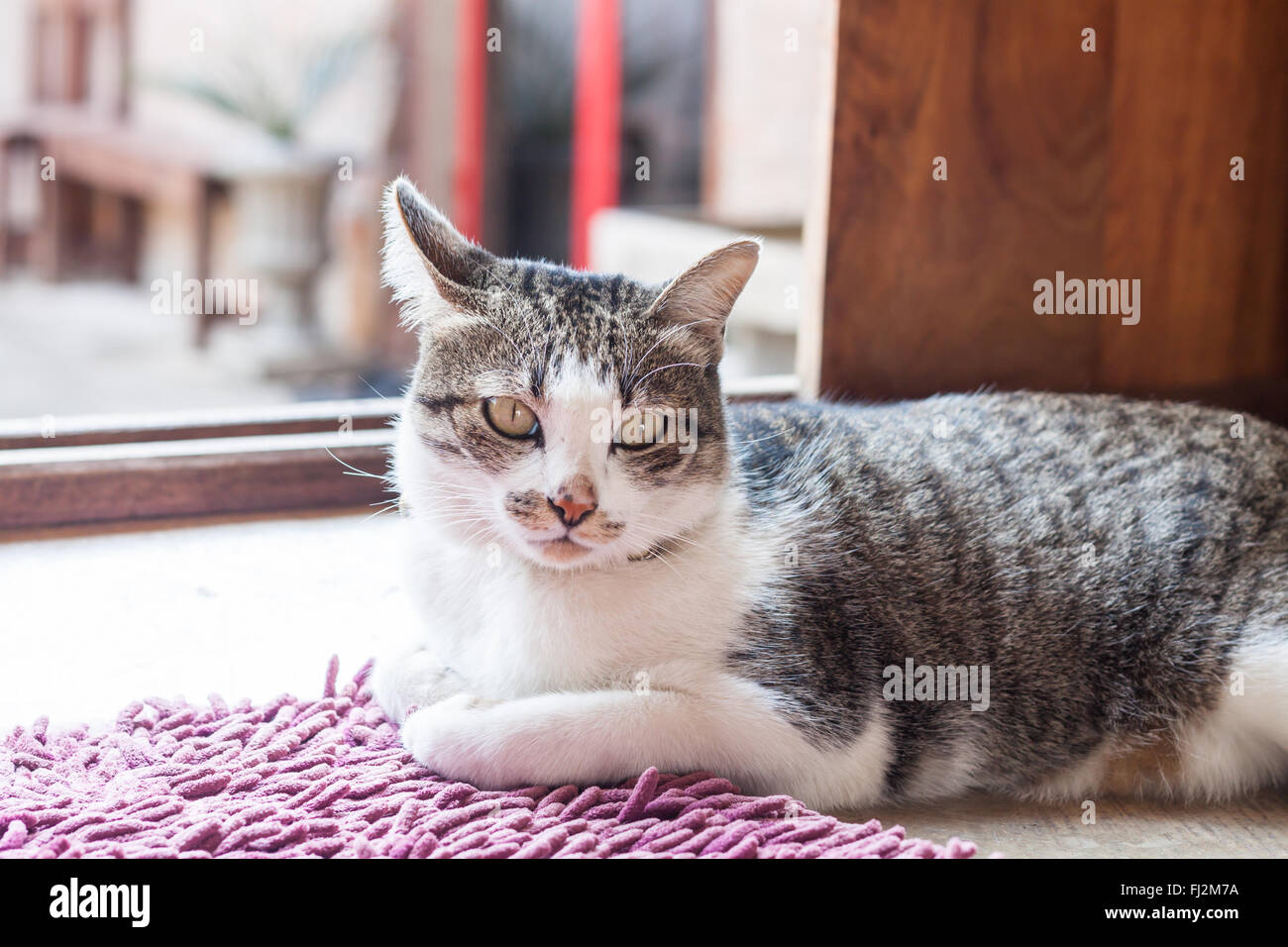 Thai Gatto sdraiato a casa, stock photo Foto Stock