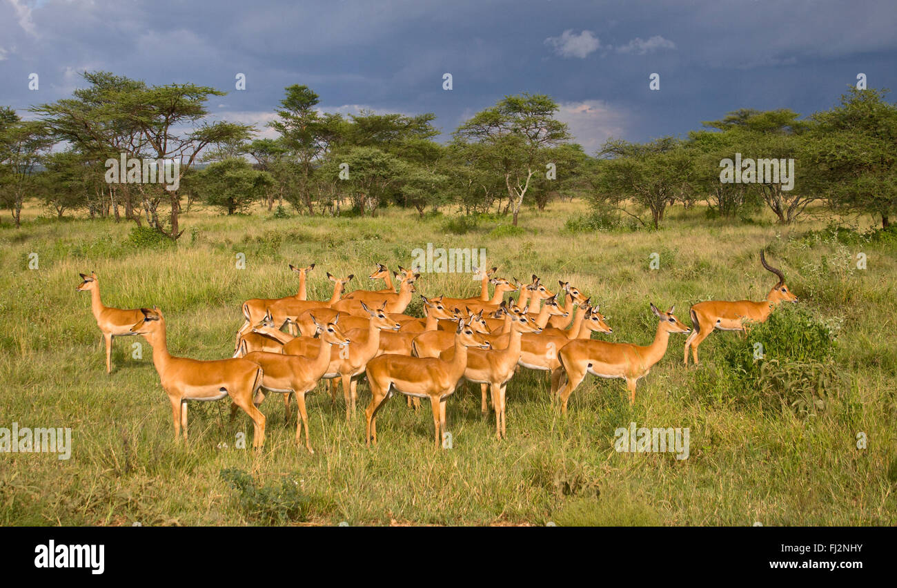 Una mandria di impala (Aepyceros melampus) prosperano sulle pianure del Serengeti - Tanzania Foto Stock