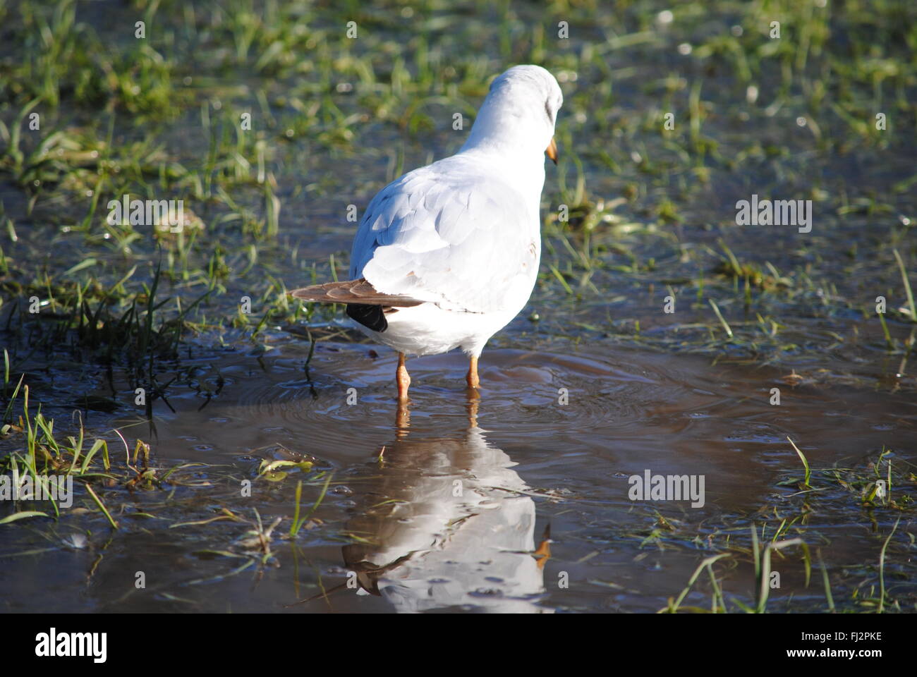 Seagull in piedi in una pozza d'acqua Foto Stock