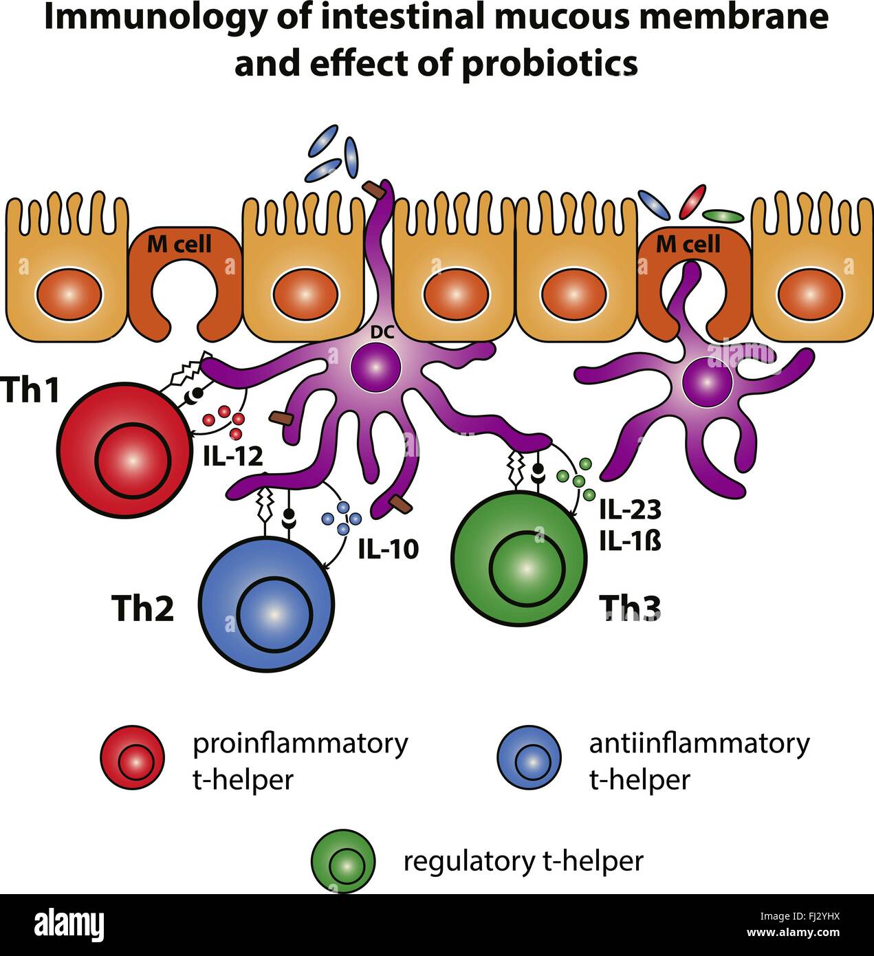 Immunologia di della mucosa intestinale e per effetto dei probiotici. Schema vettoriale illustrazione Illustrazione Vettoriale