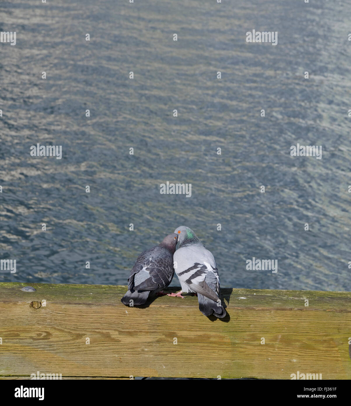 Due piccioni in corteggiamento con femmina prendendo il cibo da maschile la bocca, appaiono essere baciare. Foto Stock